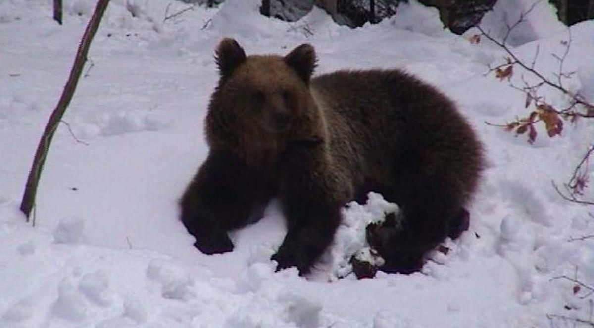 Uite cine a sosit la slujbă!