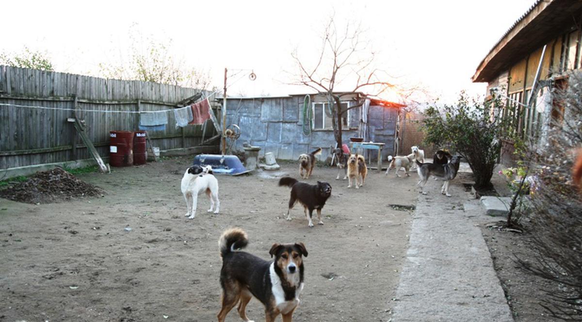 Maidanezii au scapat din nou de eutanasiere