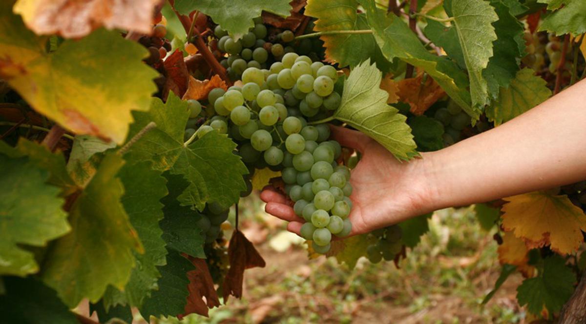 Vinoterapia: o metodă de-a dreptul îmbătătoare
