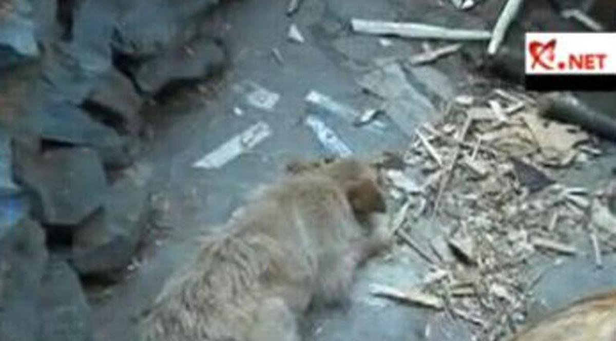 Şi-a bătut cu cruzime propriul câine