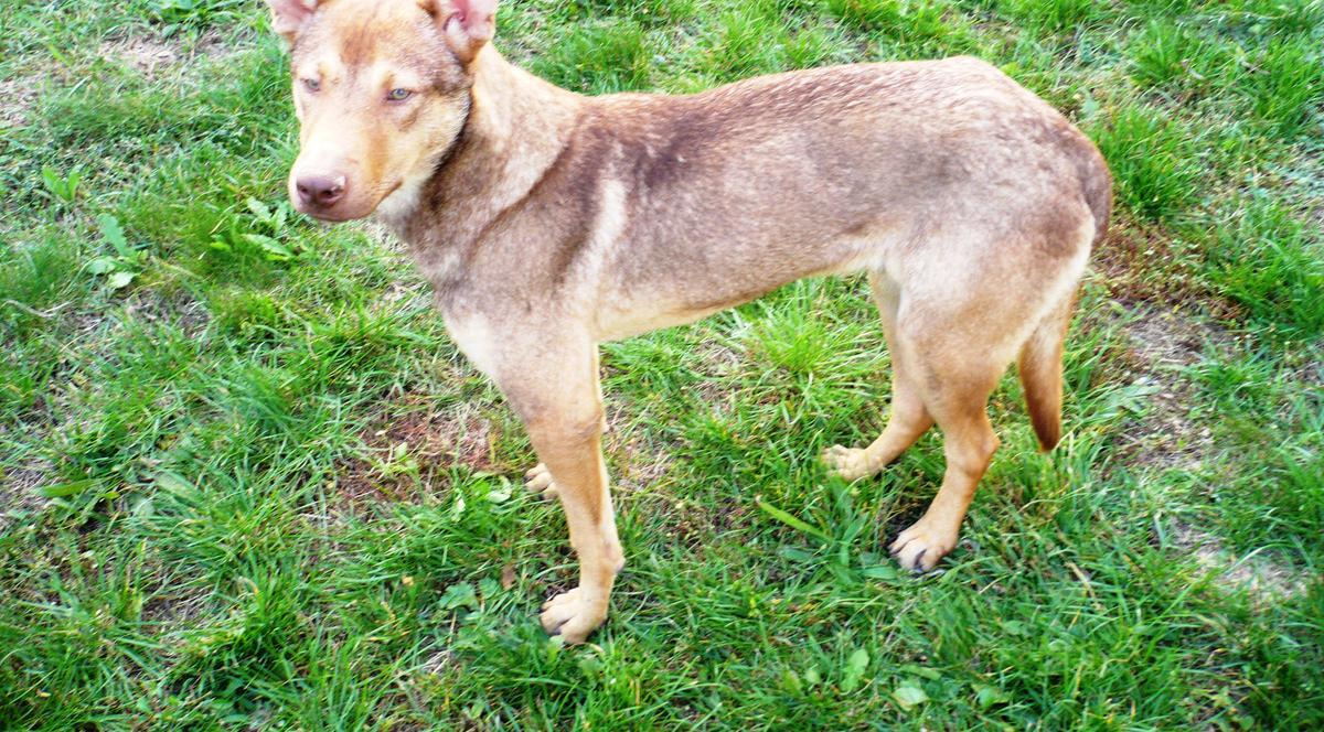 Asistență veterinară ieftină în sectorul 1