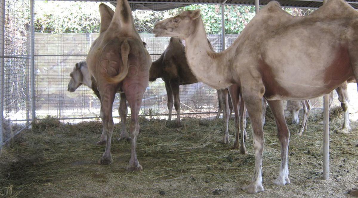 Animalele de la Globus rămân în Parcul Circului?