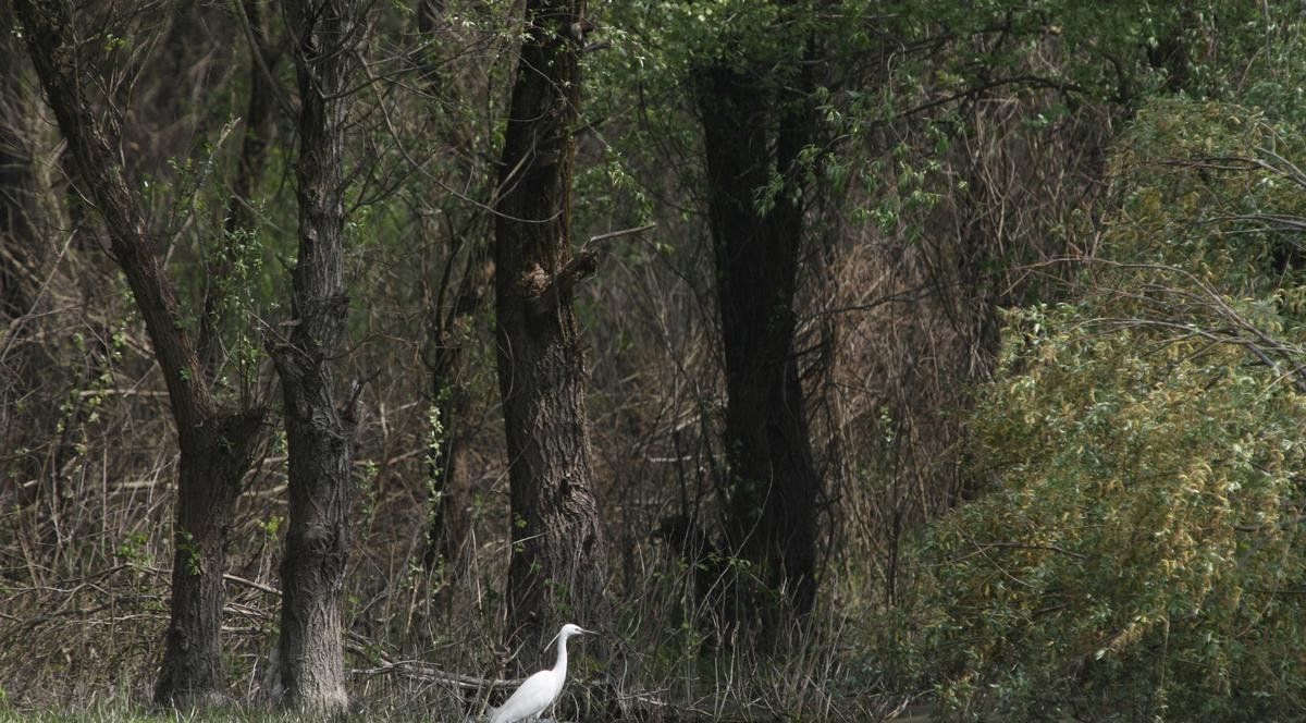 Incendiu devastator în Delta Dunării