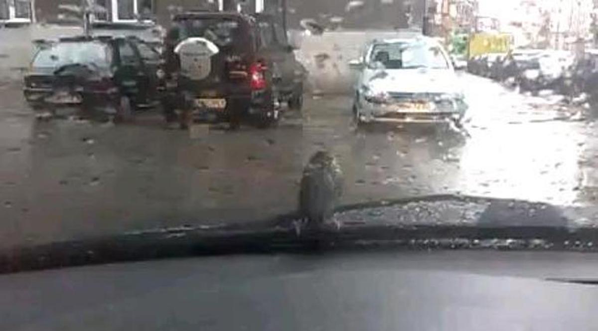 Video: Aşa păsărică n-ai văzut în viaţa ta! Fii atent ce poate face mititica