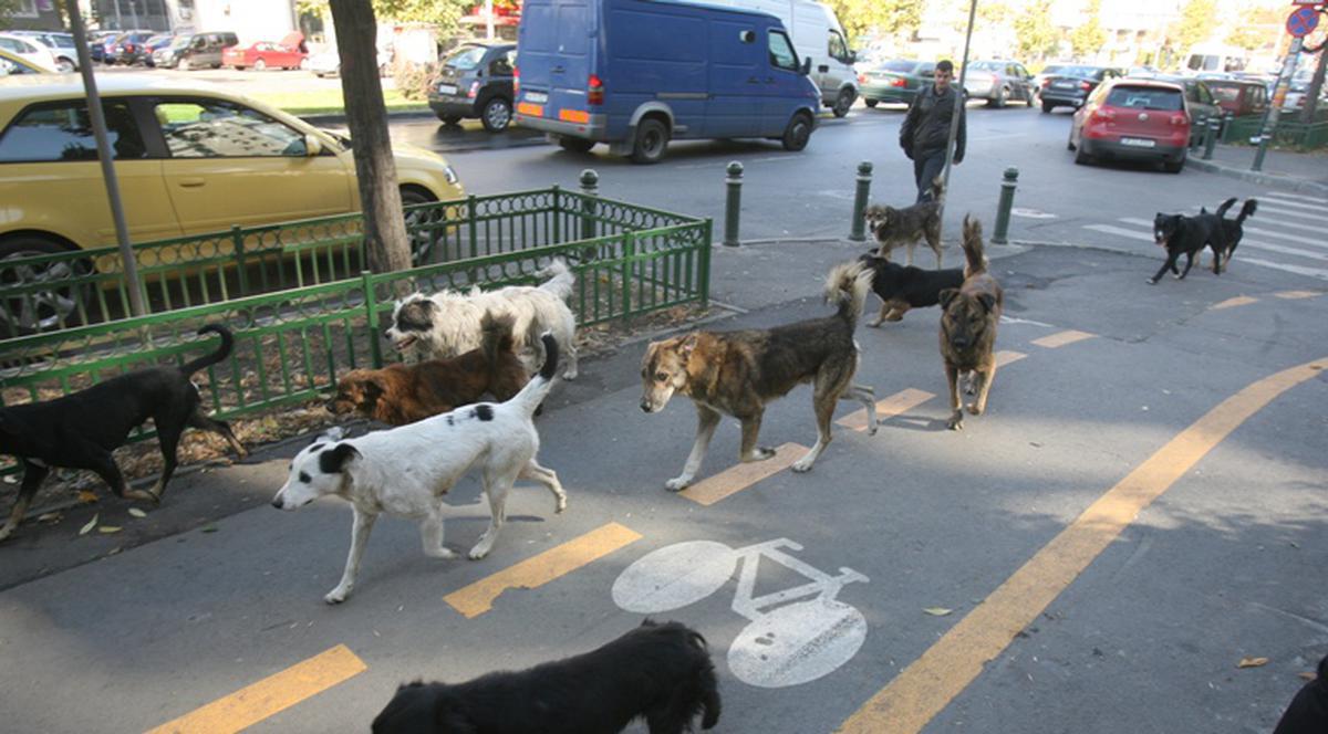 Primăria Sectorului 2 castrează gratuit animalele de companie