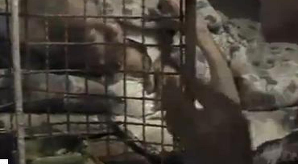 Cea mai cruntă imagine: oamenii care trăiesc în cuşti de animale |VIDEO