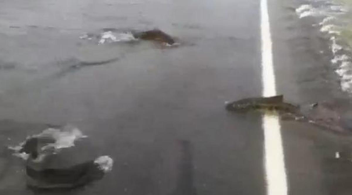 Atenţie, traversează peşti! Somonii trec strada în fugă | VIDEO