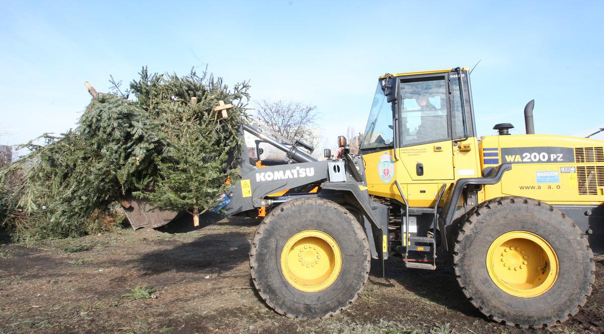 Uite cum au tocat 25.000 de brazi