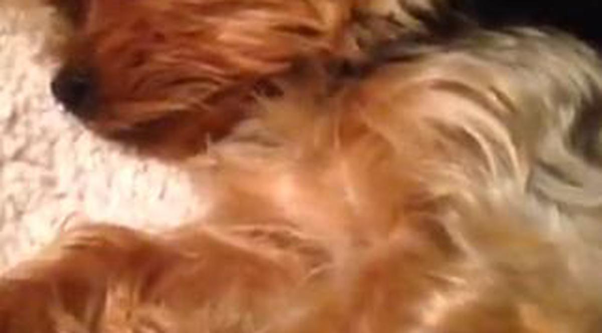 SĂ VEZI ŞI SĂ NU CREZI | De ce este acest CÂINE cel mai bizar animal de pe internet în ultimele ore | VIDEO