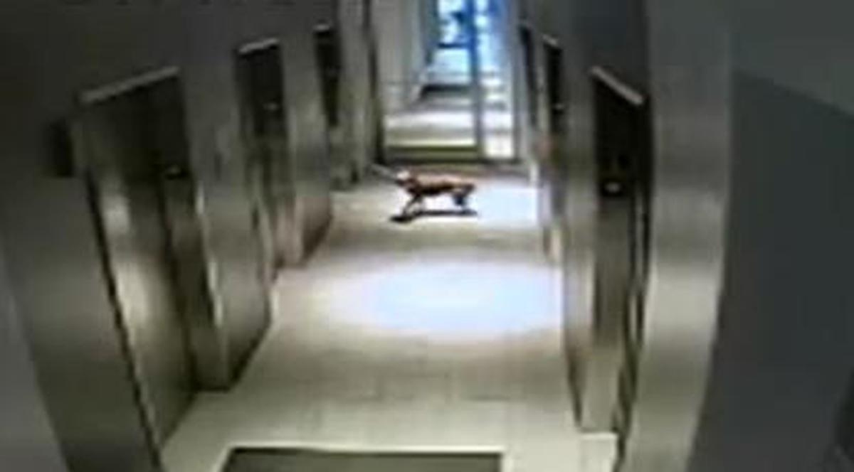 MOMENT DRAMATIC | A urcat în lift, dar a lăsat câinele pe-afară. Şi îl ţinea în lesă! | VIDEO
