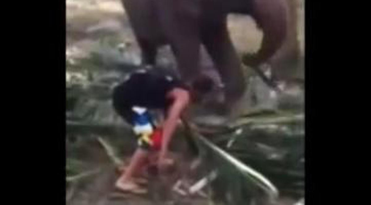 Prietenul meu, elefantul... s-a enervat! Un turist  băgăcios e făcut KO cu trompa | VIDEO