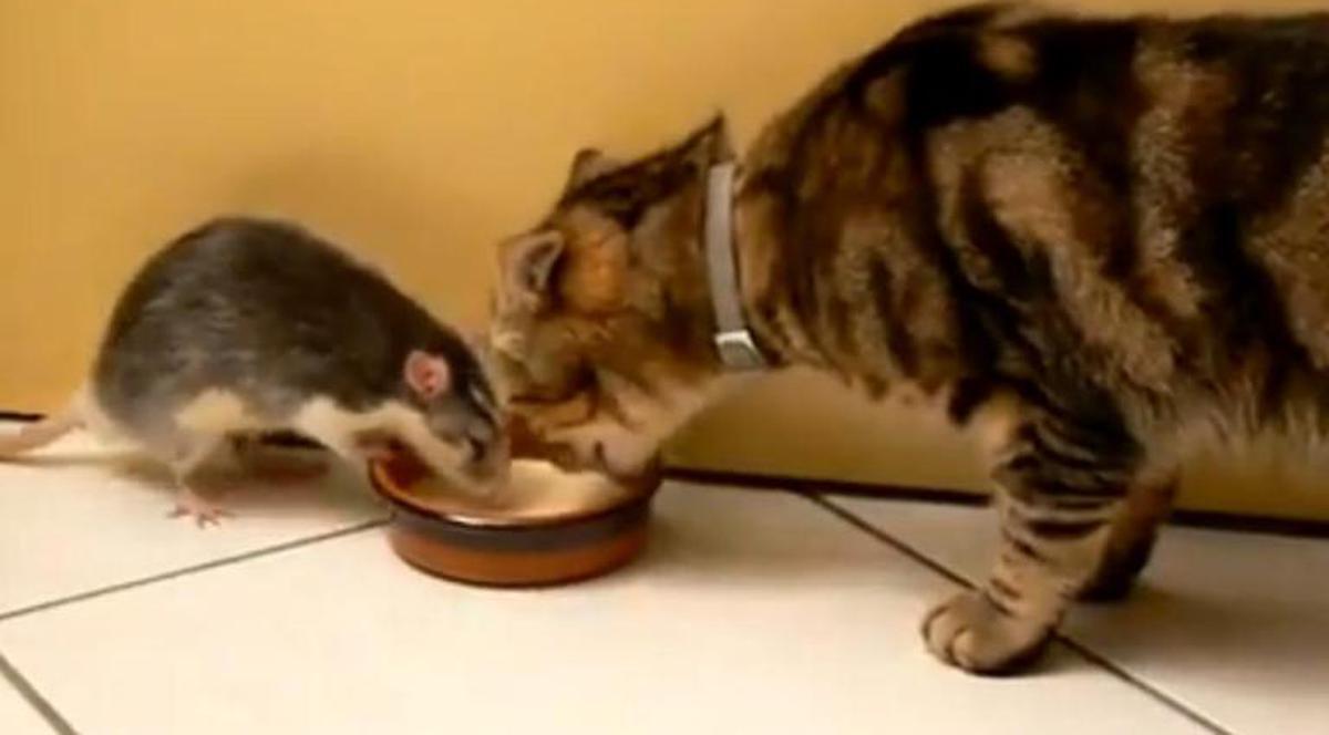 Animalele au luat-o razna! Vezi aici cea mai ciudată prietenie! VIDEO