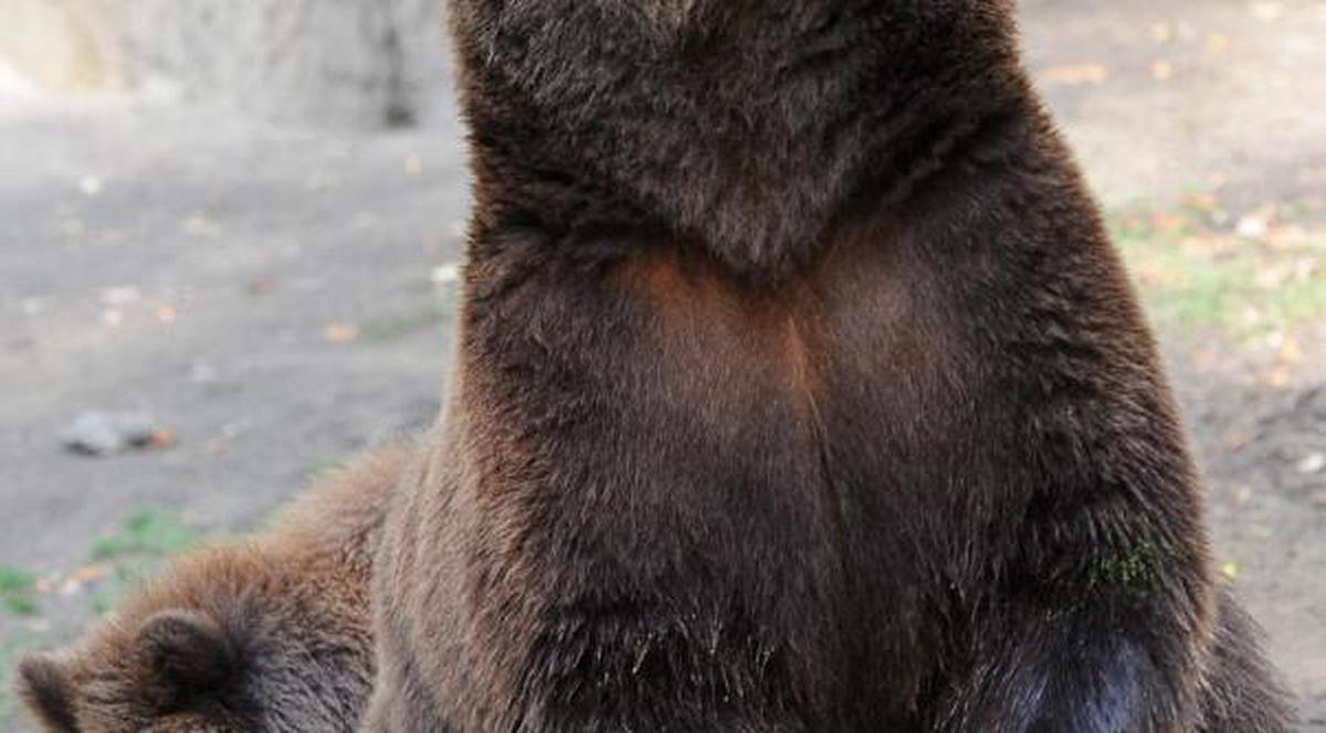 Ecourile decesului lui Kim Jong Il nu s-au stins! Coreenii susţin că o familie de urşi a fost văzută plângând la moartea conducătorului! 