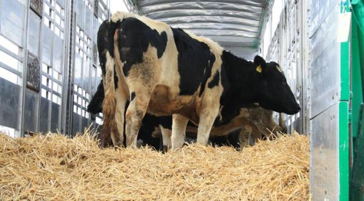 Zeci de văcuţe de lapte pentru puştii orfani şi sărmanii din judeţele Cluj şi Oradea 