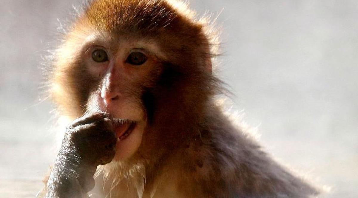 Pentru a face faţă gerului maimuţele sunt tratate cu vin fiert. Vezi cum se comportă!