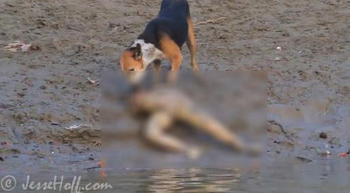 Descoperire macabră pe plajă! Un turist s-a pomenit în faţa unui câine care devora cadavrul unui om | VIDEO ŞOCANT