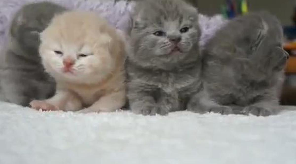 Like, like, de o mie de ori like! E imposibil să nu mori de dragul lor! Bună dimineaţa, pisicuţelor | VIDEO