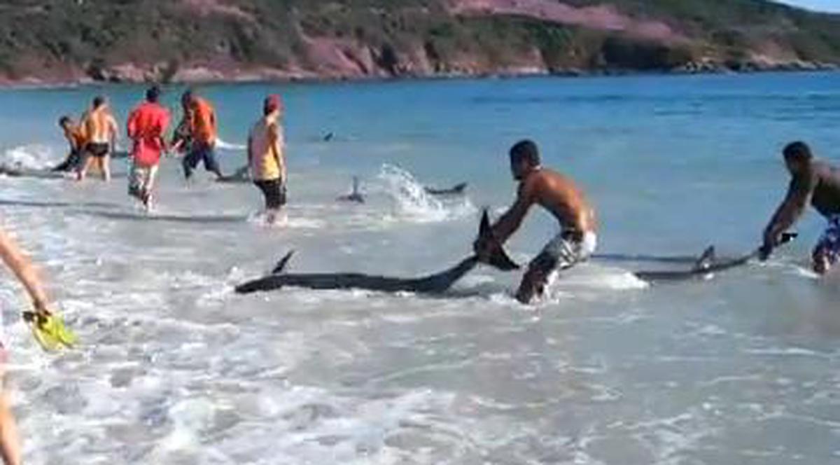 Imagini incredibile! Zeci de delfini eşuaţi au fost salvaţi de la moarte de turişti şi localnici | VIDEO EMOŢIONANT