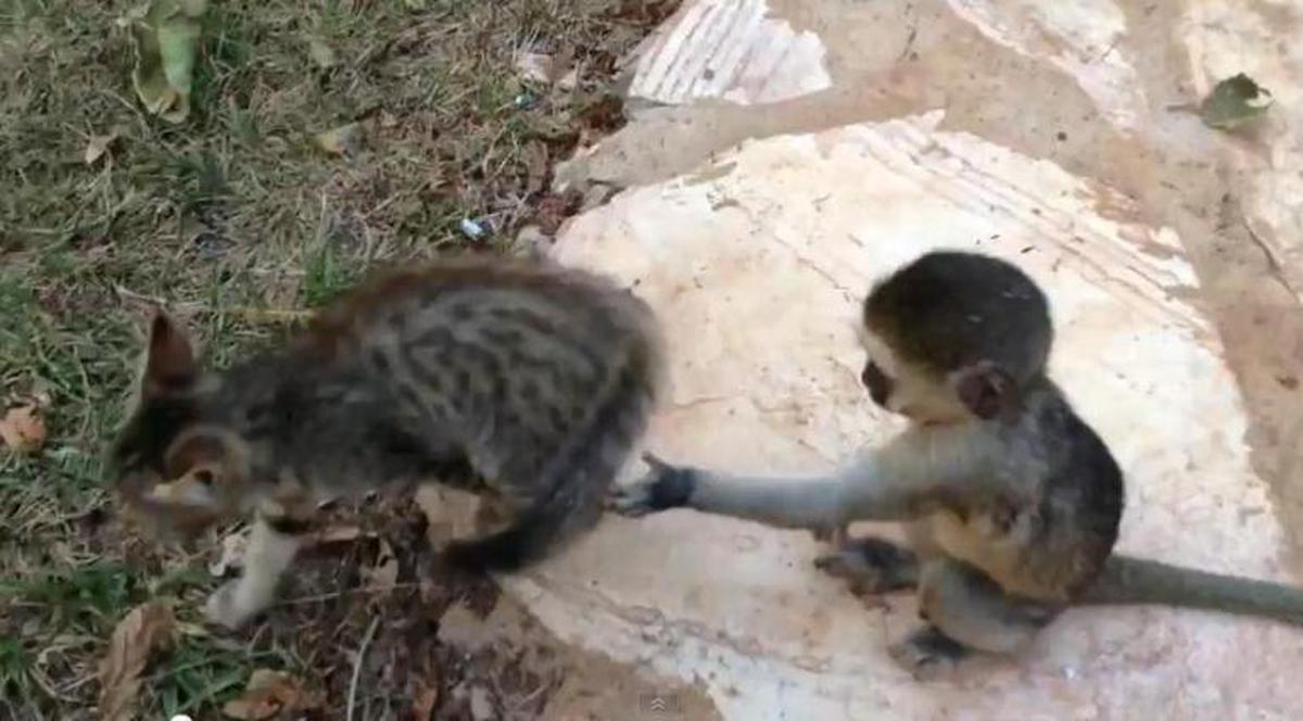 Confruntare ”pe viaţă şi pe moarte” între un pui de maimuţă şi unul de pisică. Vezi cum se termină! | VIDEO