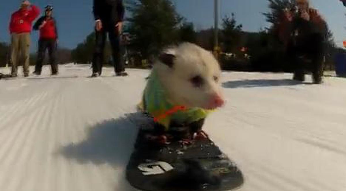GENIAL! Ratatouille, oposumul care face snowboard | VIDEO