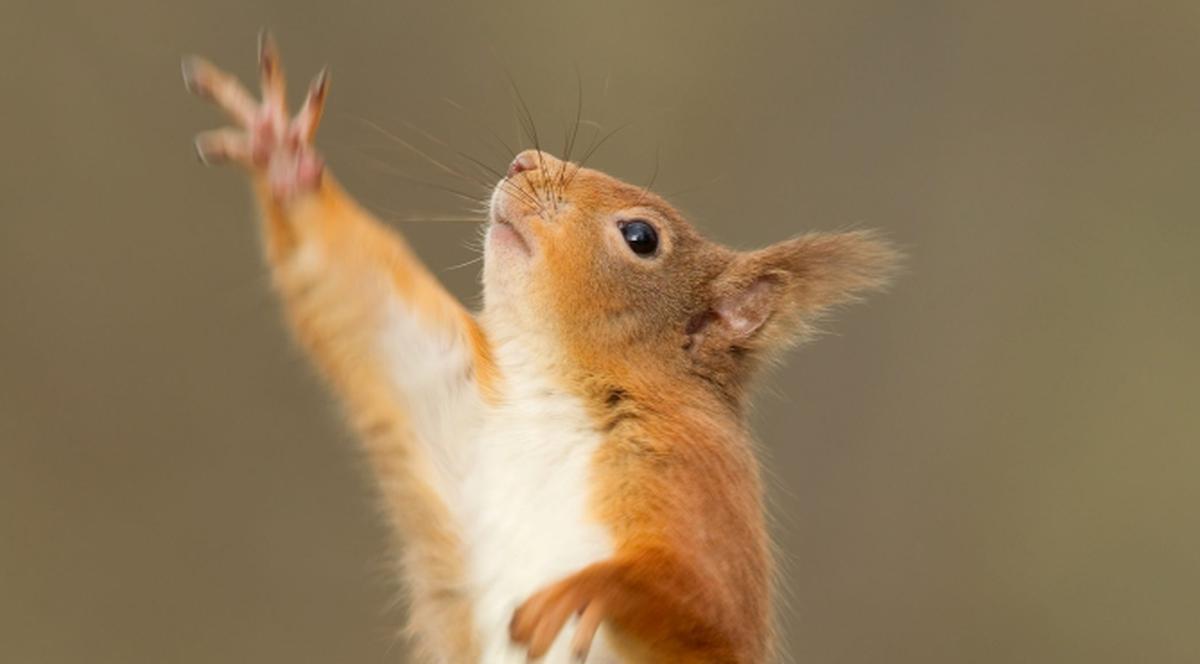 Like? Puţin spus! Mai bine inventaţi butonul "Love"! Veveriţa asta adorabilă chiar are talent. Şi dansează pentru tine!  | FOTO