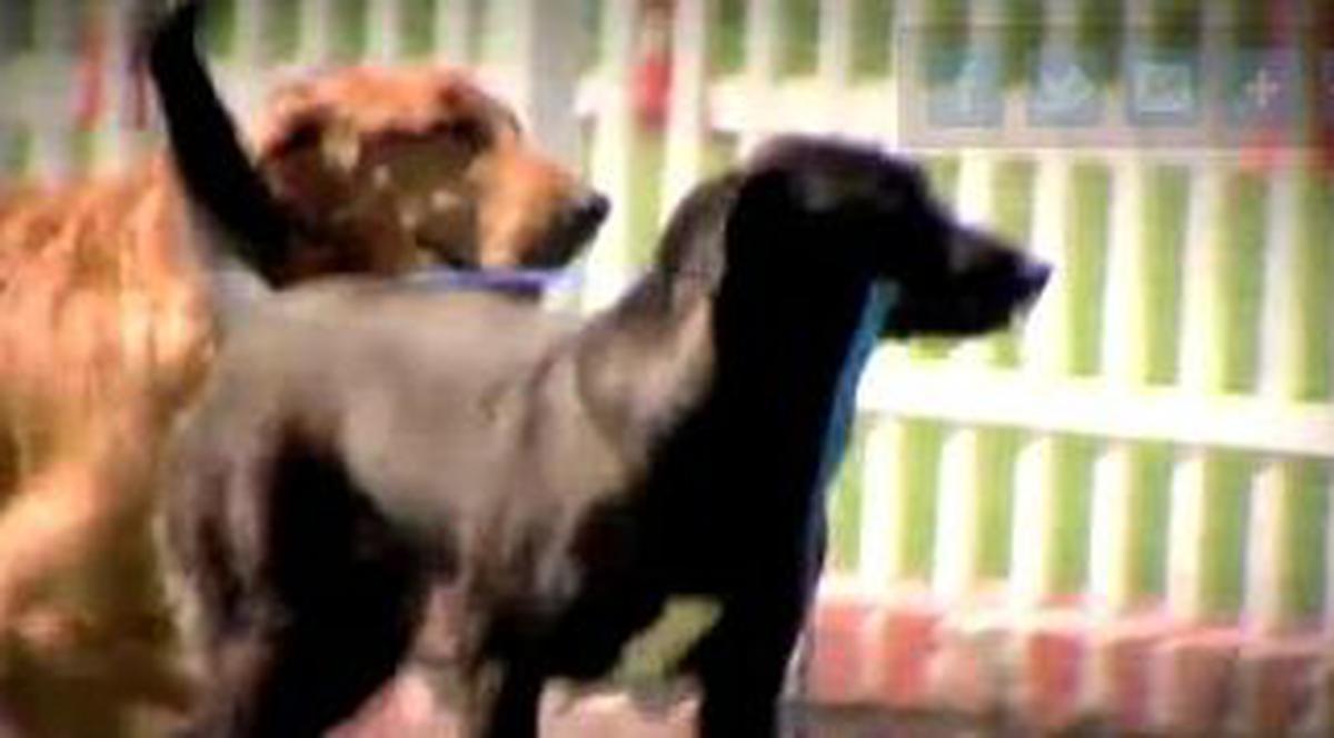 Emoţionant! Un câine e ghid pentru un alt patruped orb | VIDEO