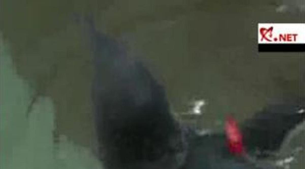Ce face omul la beţie! Trei tineri au furat un pinguin de la Zoo