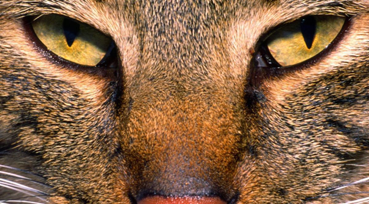 Motanul ucigaş şi-a atacat stăpâna, apoi a spart geamul şi a sărit în gol ca să scape de poliţişti