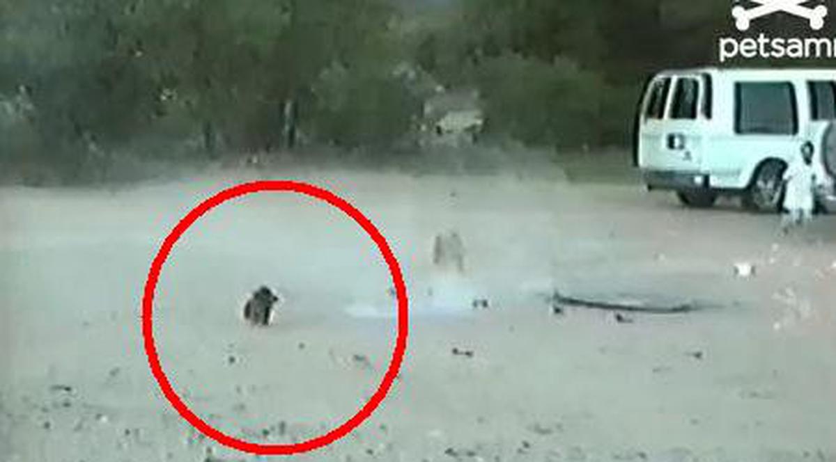 Uite filmuleţul la care au râs mii de oameni cu lacrimi! | VIDEO