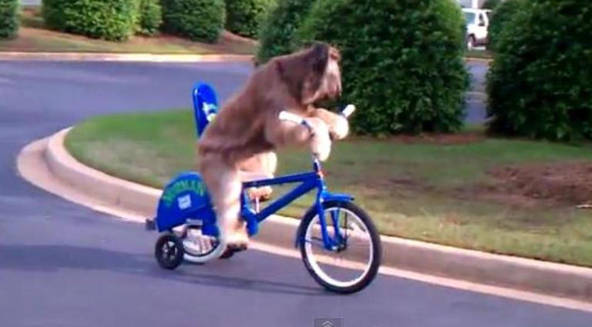 E FENOMENAL! Şi nu e trucaj: câinele Norman merge cu bicicleta, viralul lunii pe net! VIDEO