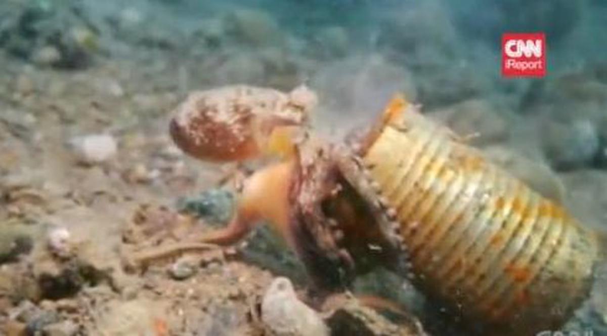 O caracatiţă şi-a tras casă mobilă | VIDEO