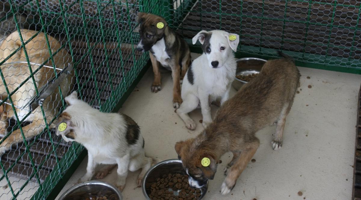 Uite ce simpatici sunt primii locatari din “Oraşul maidanezilor”!