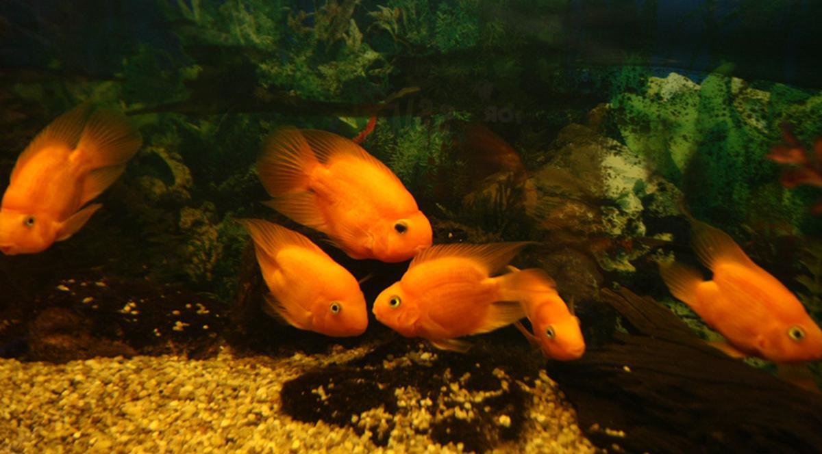 500 de specii de pești, aduse în Parcul Herăstrău