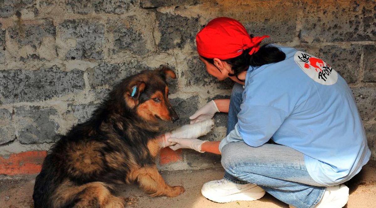 Şi ucrainenii au probleme cu MAIDANEZII! Au cerut ajutorul MEDICILOR VETERINARI DIN ROMÂNIA!