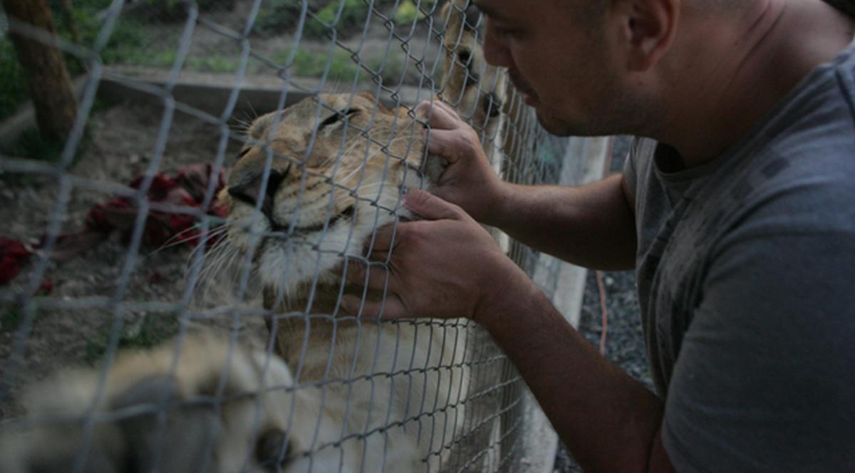 FOTO. Patru leoaice din Timişoara au luat drumul Africii