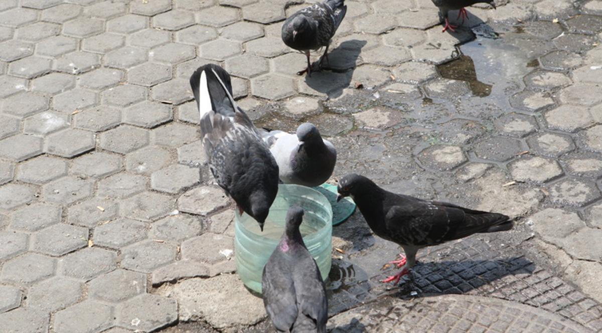 S-au răcorit la fântâna de la Universitate