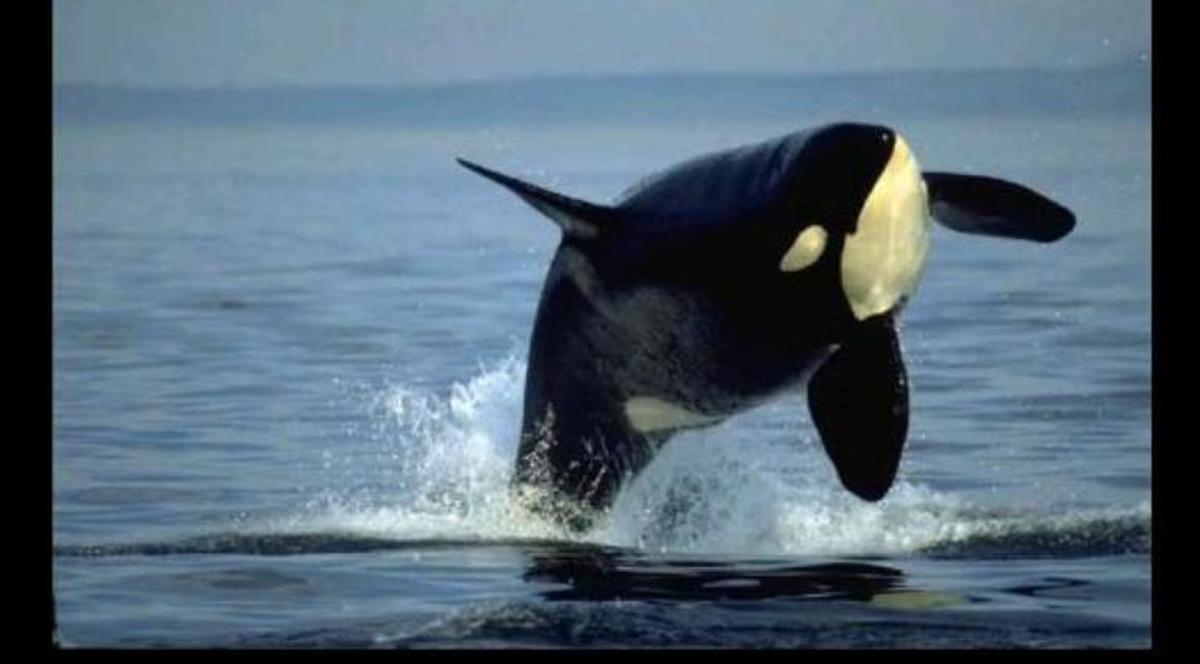 S-au speriat de moarte. O balenă a ţâşnit din apă lângă barca lor| VIDEO