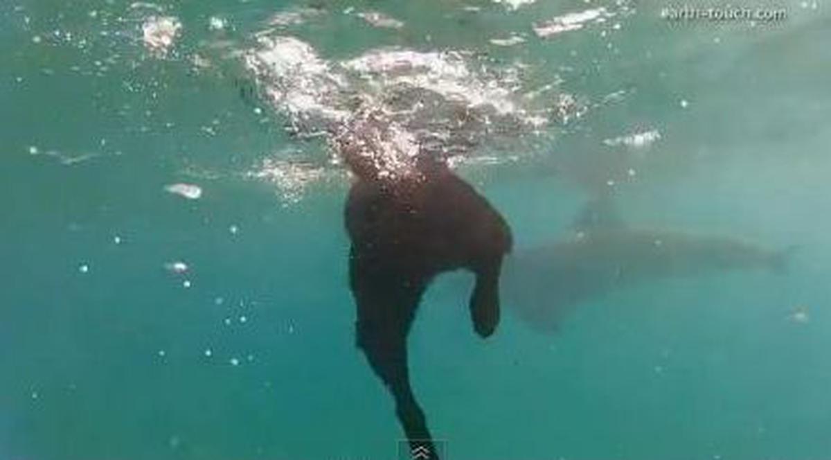 Ce prietenie frumoasă! Un labrador înoată alături de delfini! | VIDEO