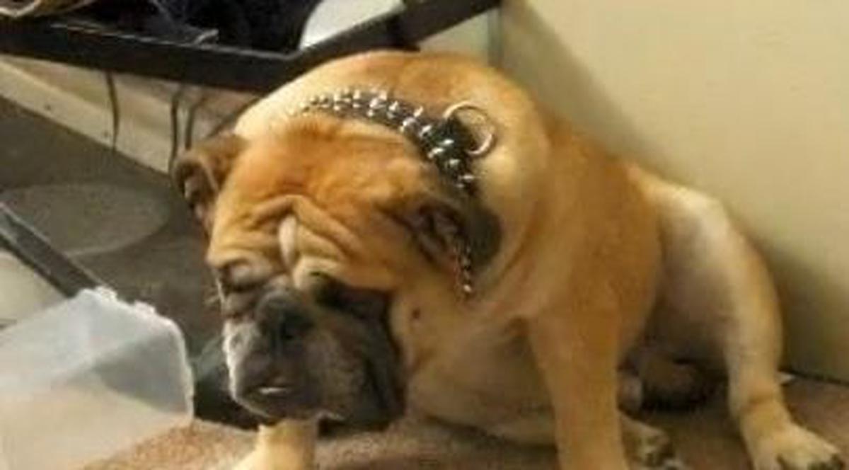Un buldog duce cea mai aprigă luptă: cu somnul | VIDEO