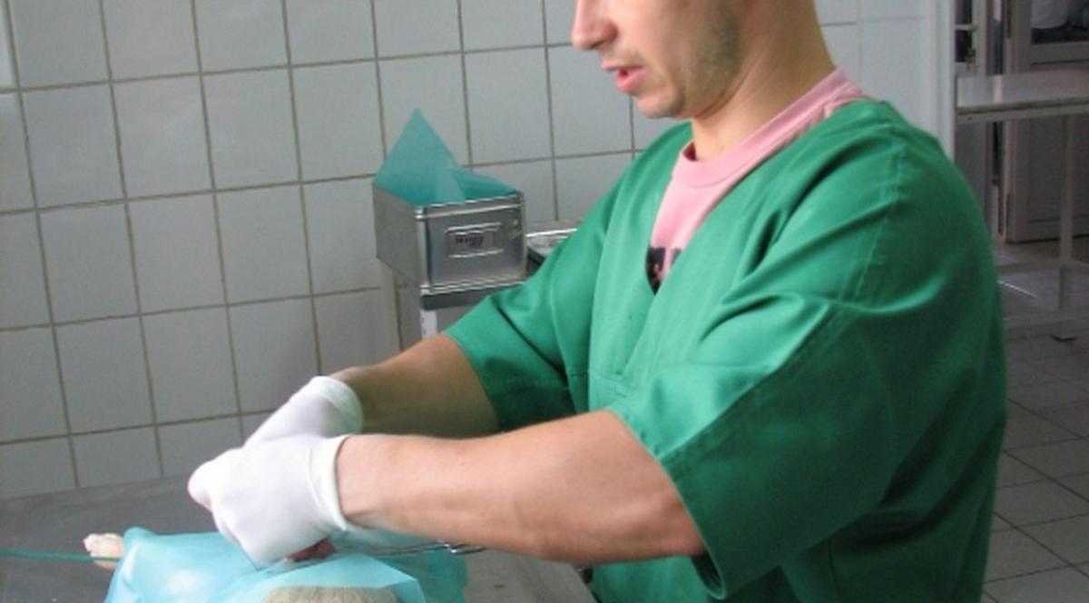 Ai un câine de castrat? Medicii vin gratis la tine. Vezi unde se-ntâmplă asta