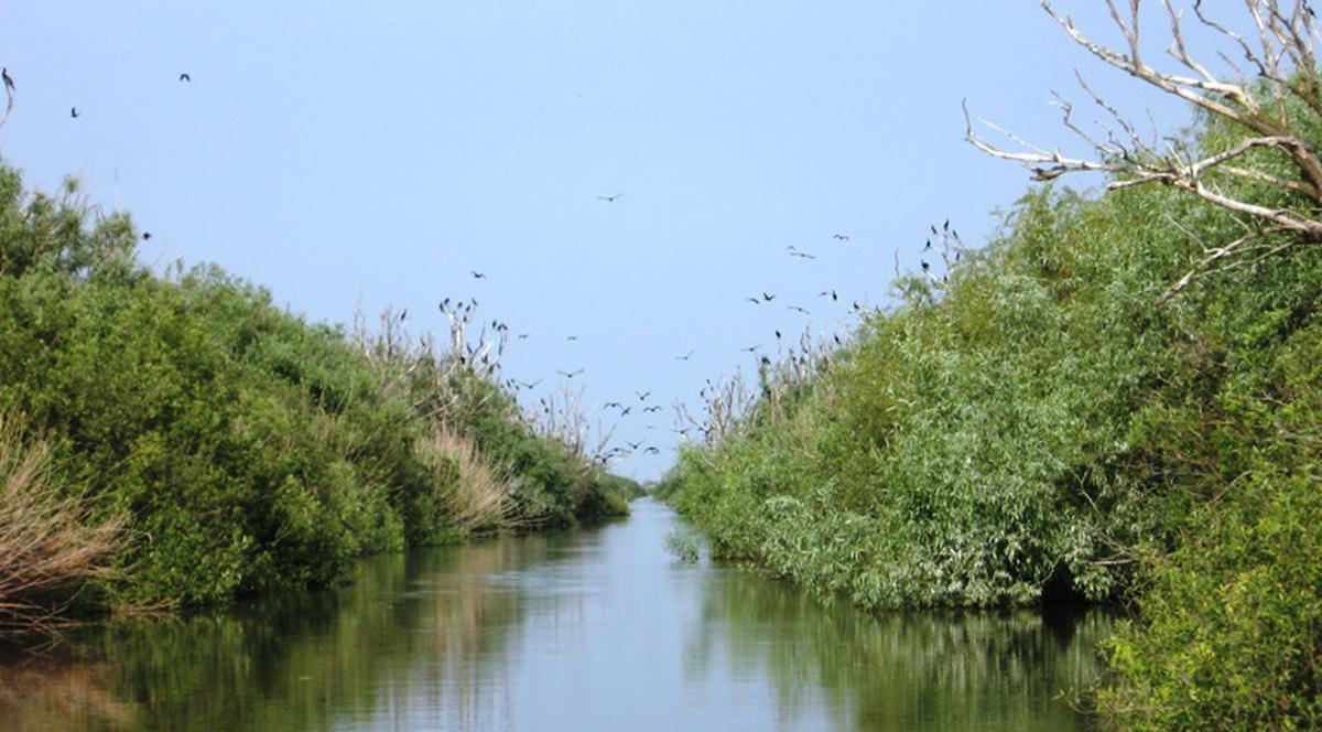 Paradisul Delta Dunării, pe cale de dispariţie!