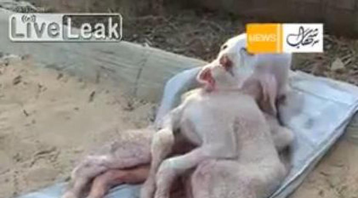 Asta e CAPRA cu 8 picioare şi chip de om! | VIDEO