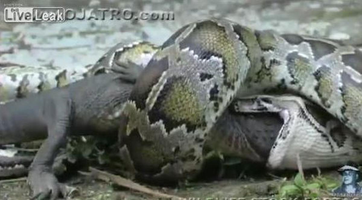 Un PITON înghite un aligator DE VIU? | VIDEO INCREDIBIL
