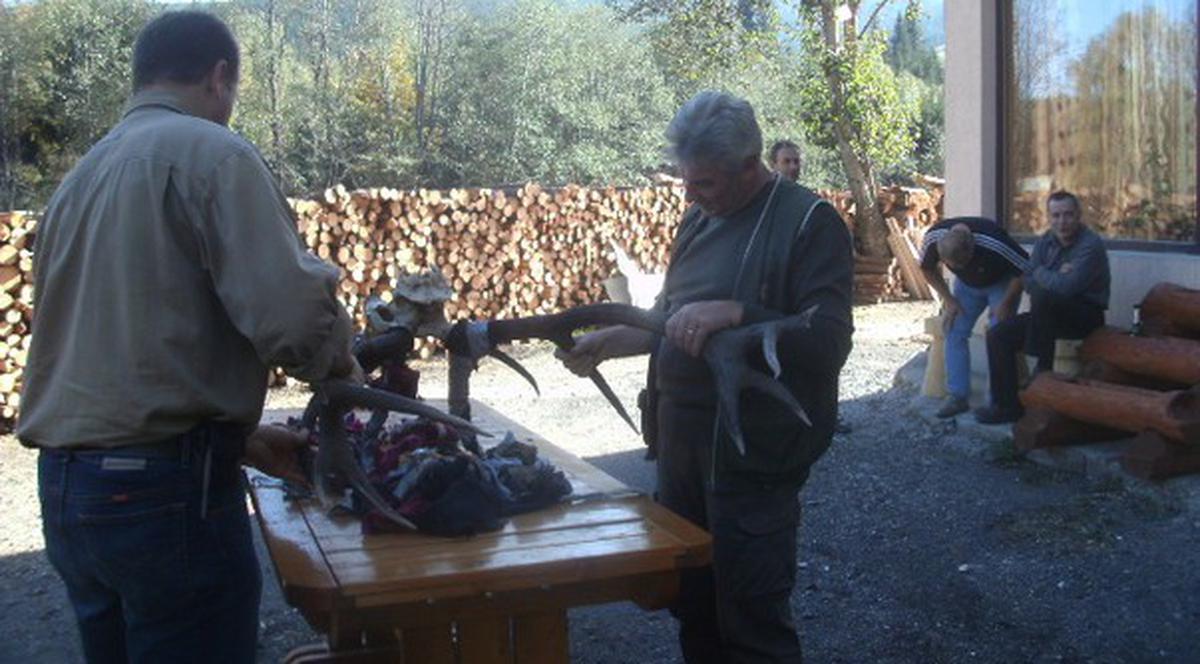 Vânătorii străini au împuşcat 21 de cerbi şi trei mistreţi în Bucovina