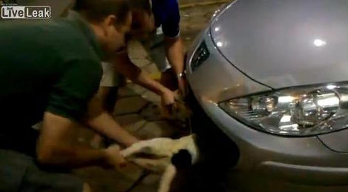 El este căţelul Chuck Norris! Vezi CUM a păcălit MOARTEA! | VIDEO