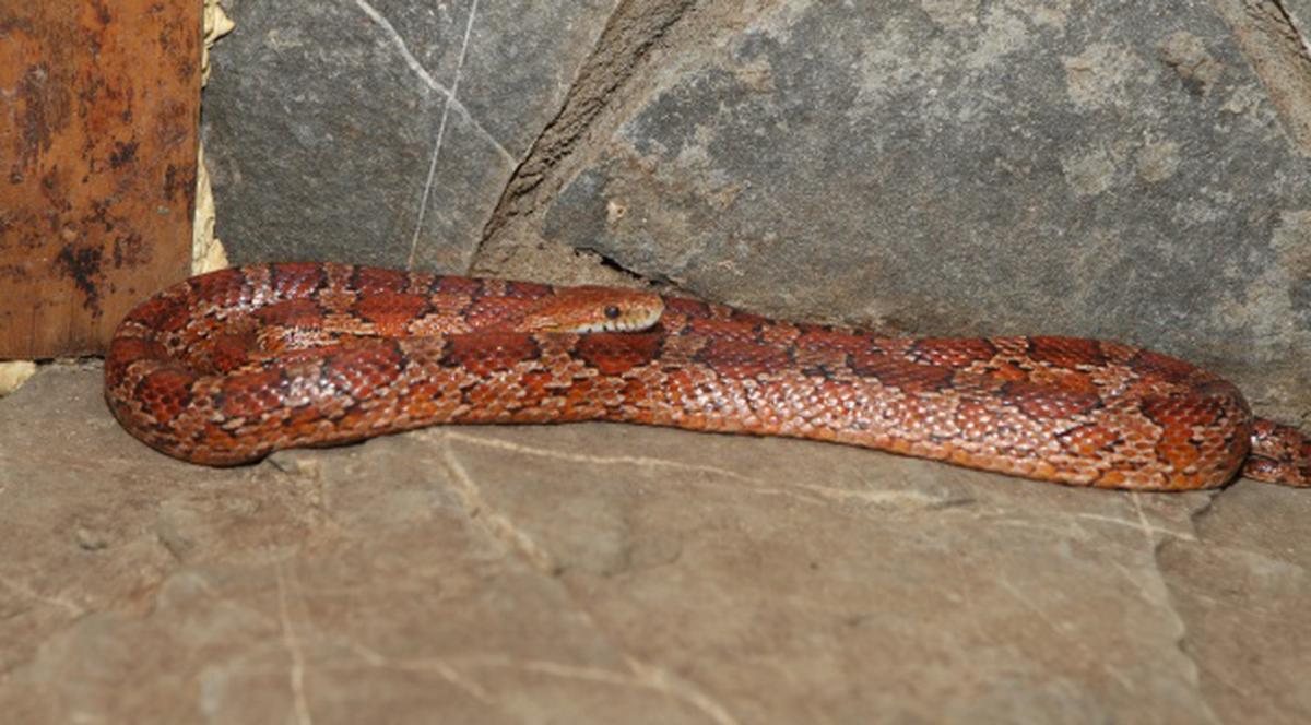 Atenţie! Reptile într-un mall din Bucureşti!