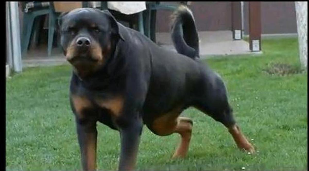 Un rottweiler a atacat patrula călare care îşi făcea rondul în Parcul Herăstrău