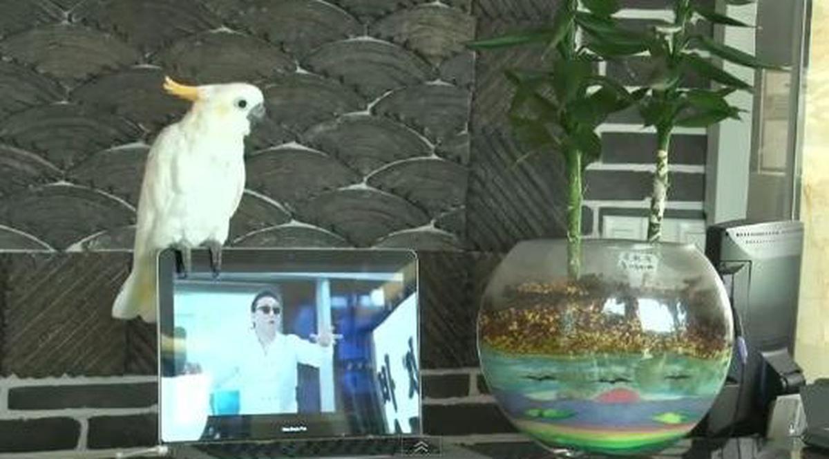 Uite un papagal care cântă şi dansează pe GANGNAM Style! | VIDEO