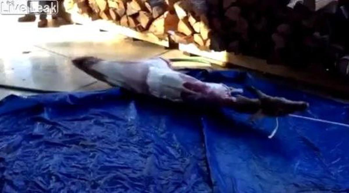 Asta-i tare! Uite procedeul prin care poţi să jupoi un cerb în 5 secunde! | VIDEO