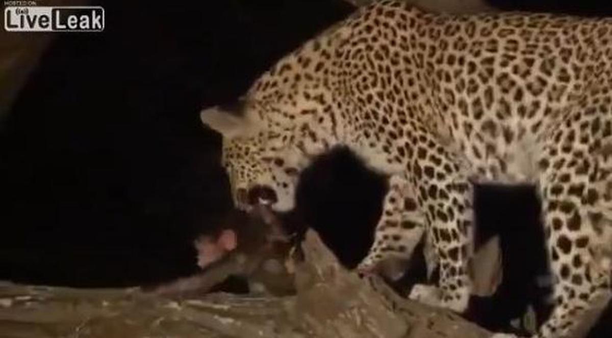 POVESTEA care a emoţionat MILIOANE de oameni până la lacrimi! Un leopard şi-a ucis PRADA, dar a avut grijă de PUIUL VICTIMEI! | VIDEO